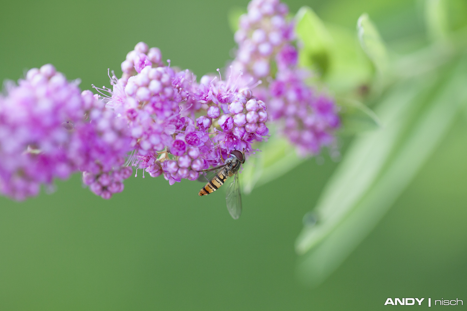 Ein Bienchen beim Arbeiten