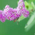 Ein Bienchen beim Arbeiten