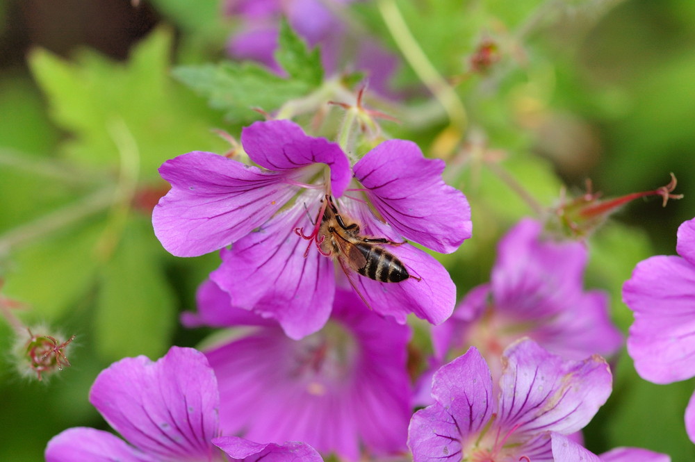ein Bienchen beim Pollenabstauben