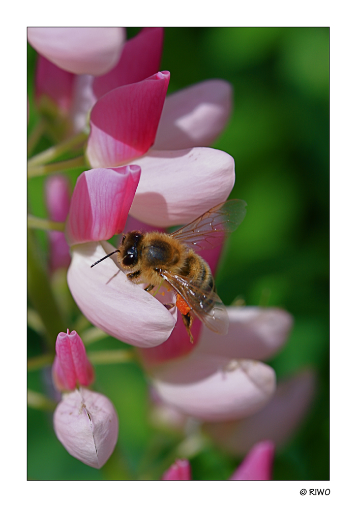 ein Bienchen beim sammeln..........