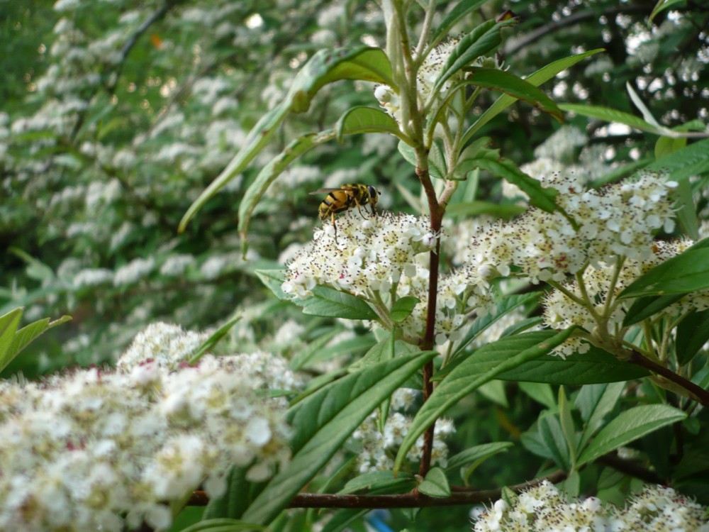 Ein Bienchen beim Sammeln