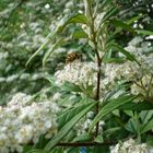 Ein Bienchen beim Sammeln