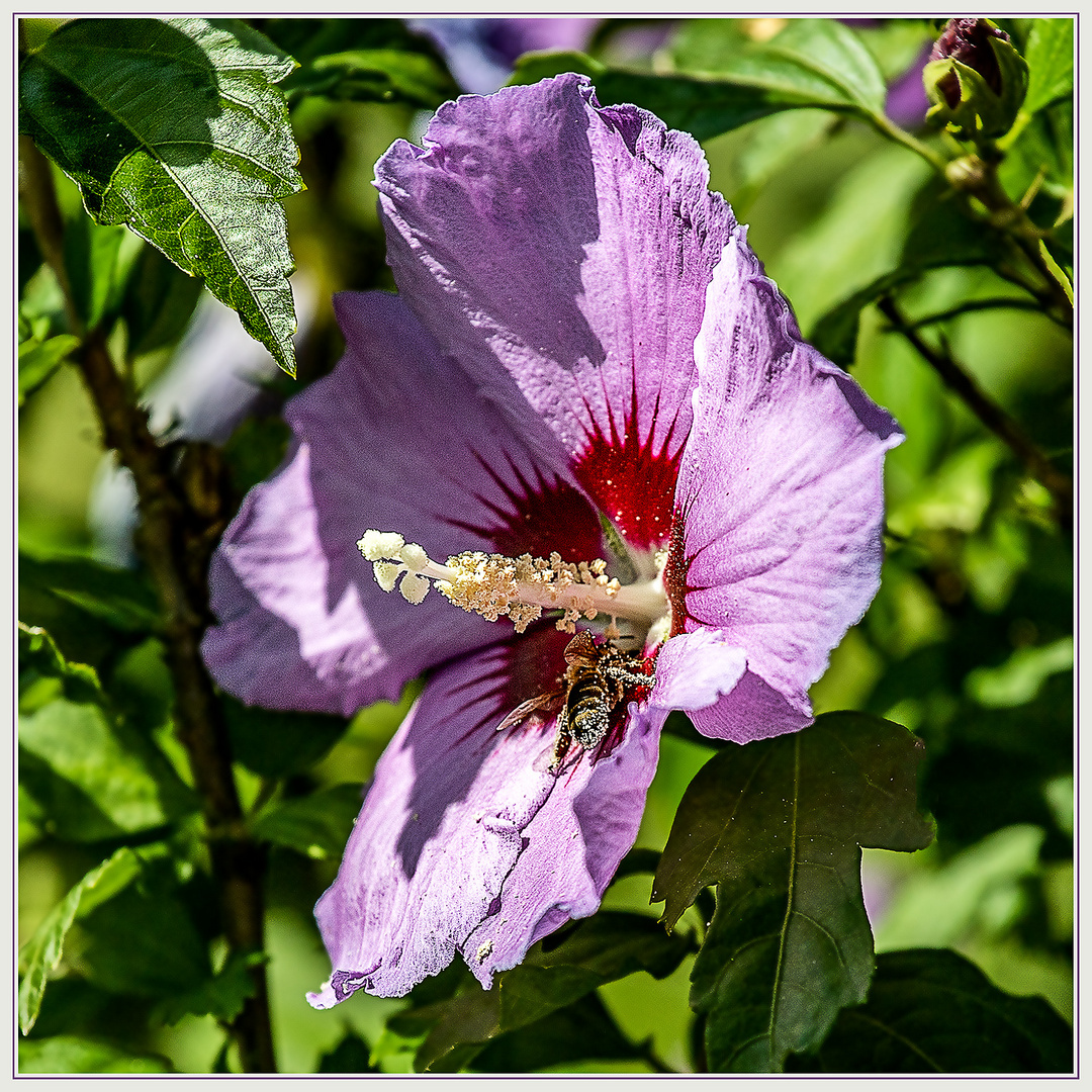 Ein Bienchen...