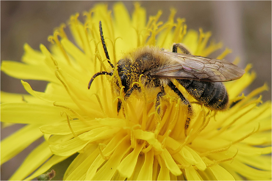  Ein Bienchen...