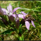 Ein Bienchen ...