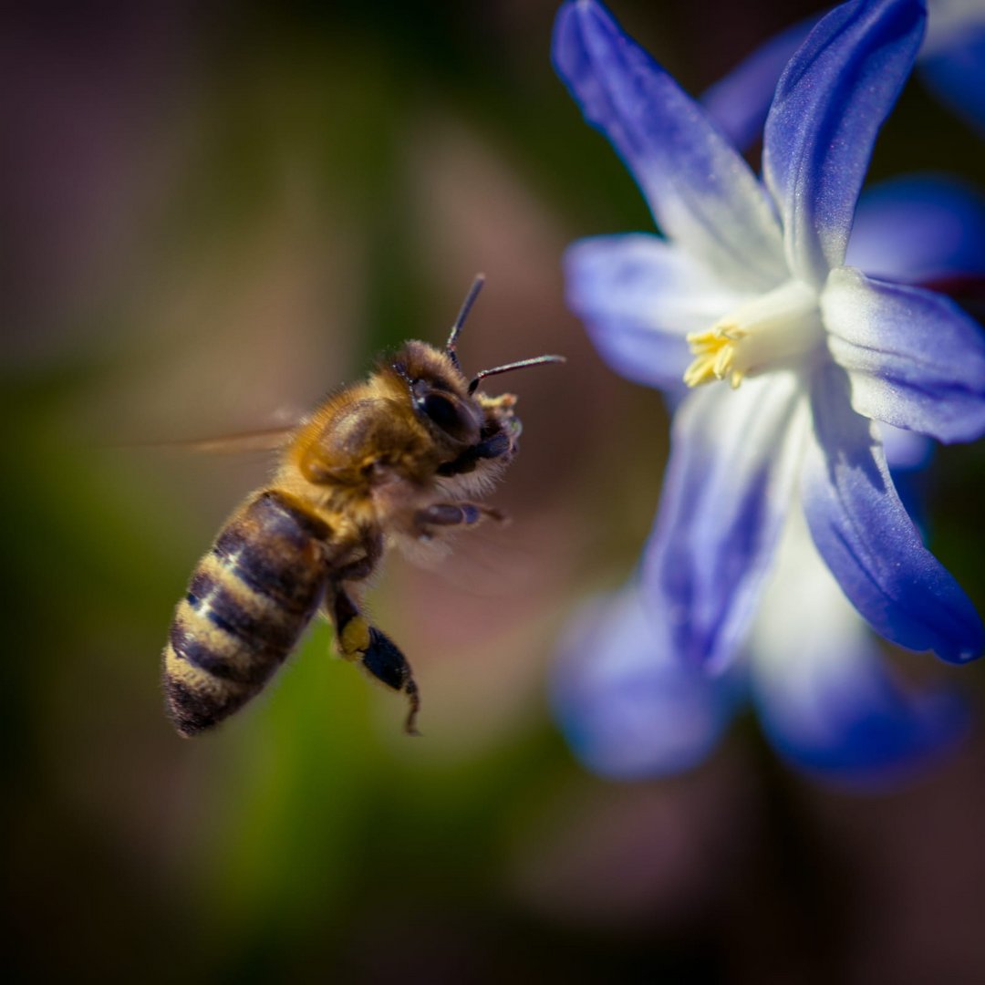 ein Bienchen Foto & Bild tiere, wildlife, insekten Bilder auf