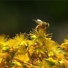 Ein Bienchen