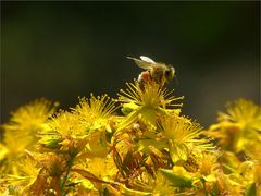 Ein Bienchen