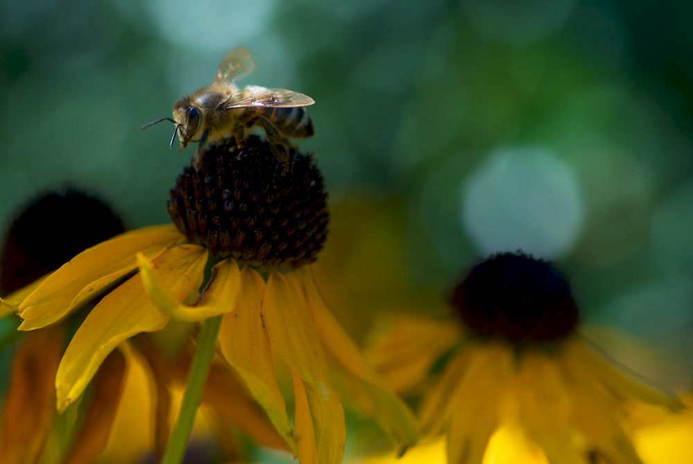 Ein Bienchen