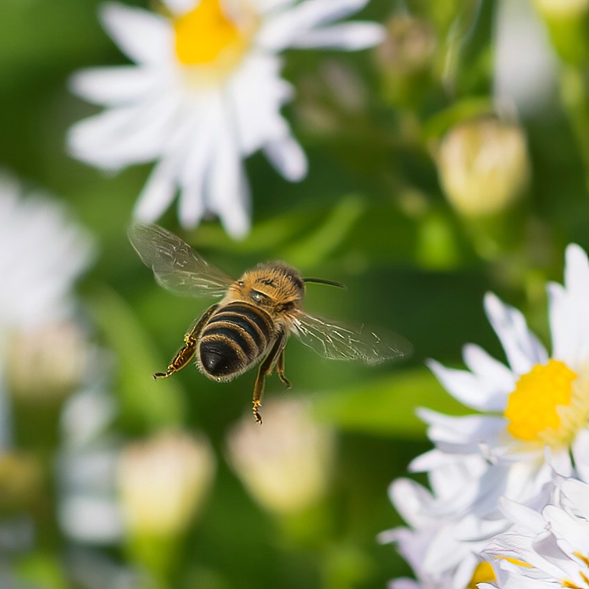 Ein Bienchen im Flug