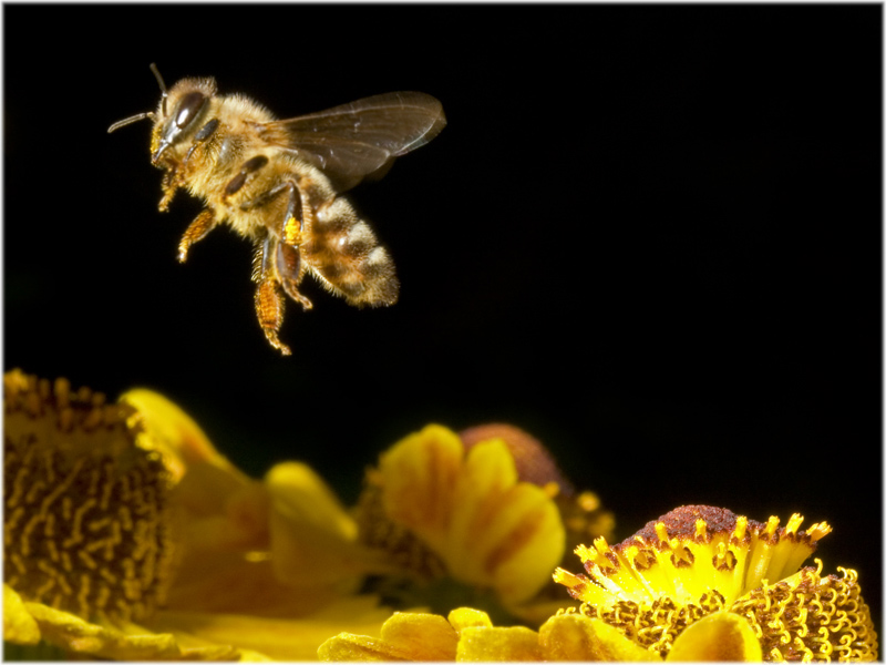 Ein Bienchen im Flug