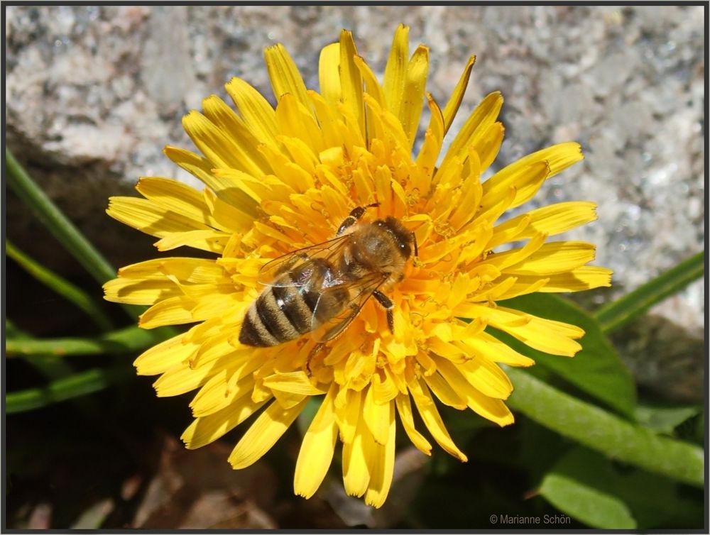 Ein Bienchen im Glück...