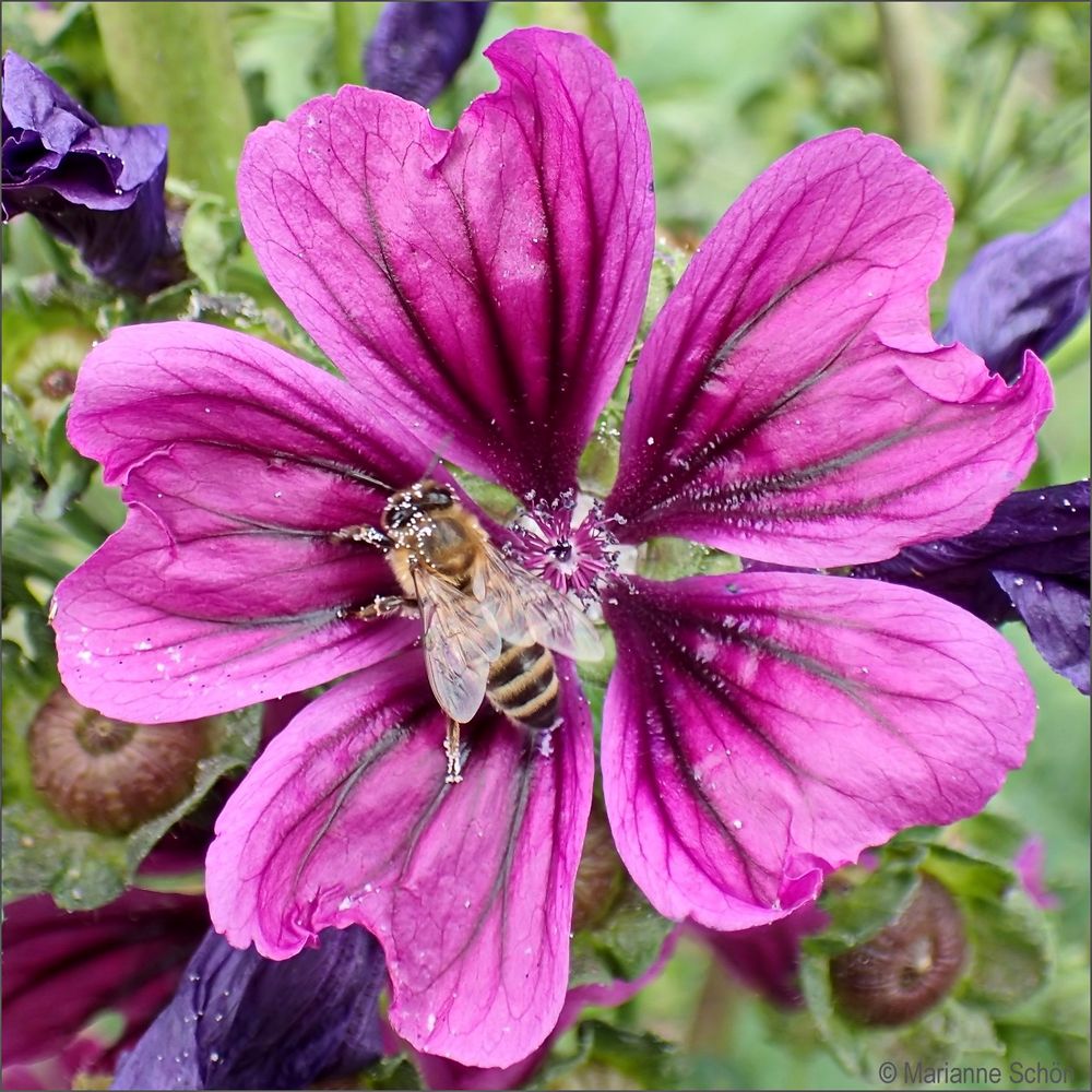 Ein Bienchen im Malven-Pollenrausch...