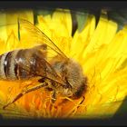 Ein Bienchen im Pollenbad...
