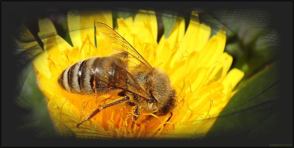 Ein Bienchen im Pollenbad...