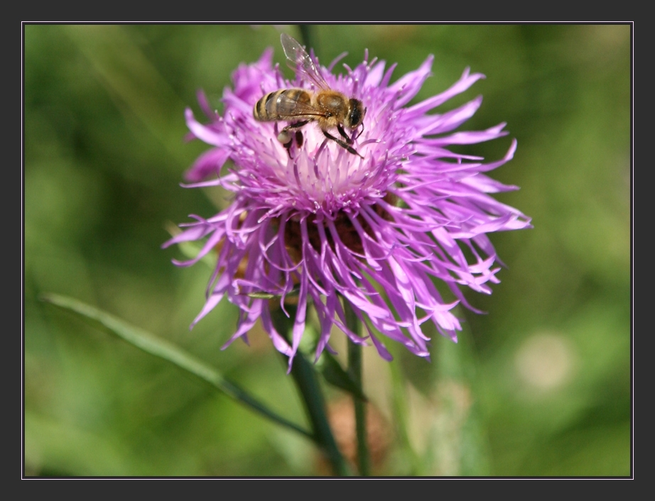 Ein  Bienchen nascht ;-))