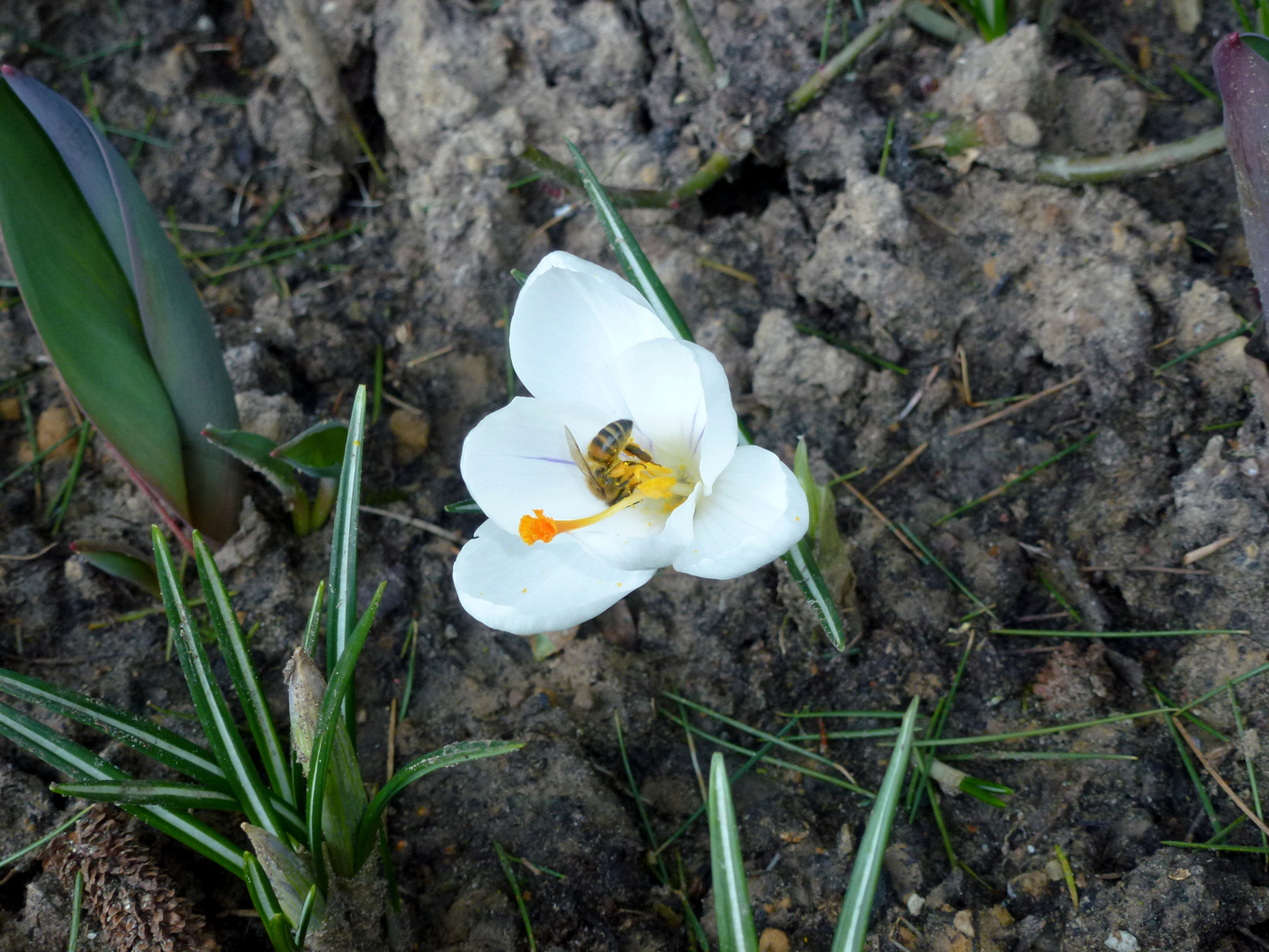 Ein Bienchen traut sich auch schon ans schmecken !!!