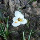 Ein Bienchen traut sich auch schon ans schmecken !!!