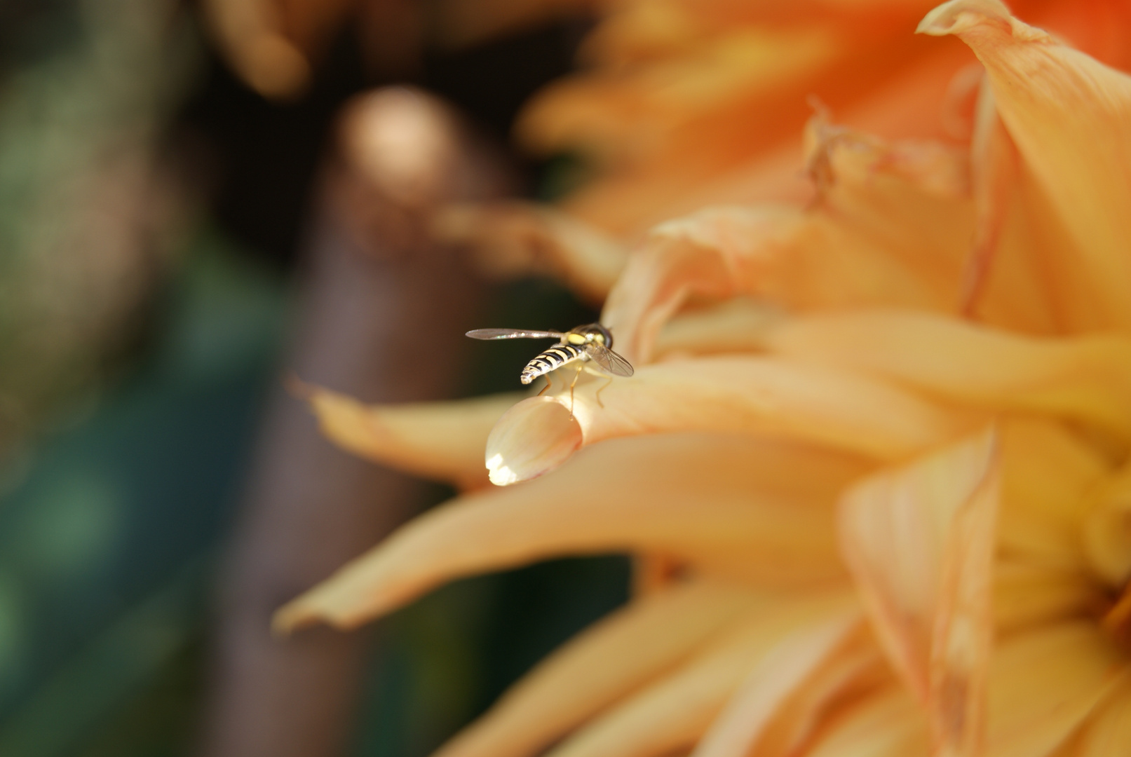 ein Bienchen und ein Blümchen