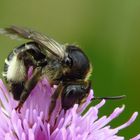 Ein Bienchen und ich weiß nicht