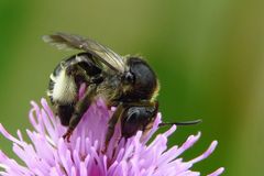 Ein Bienchen und ich weiß nicht