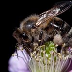 Ein Bienen Portrait
