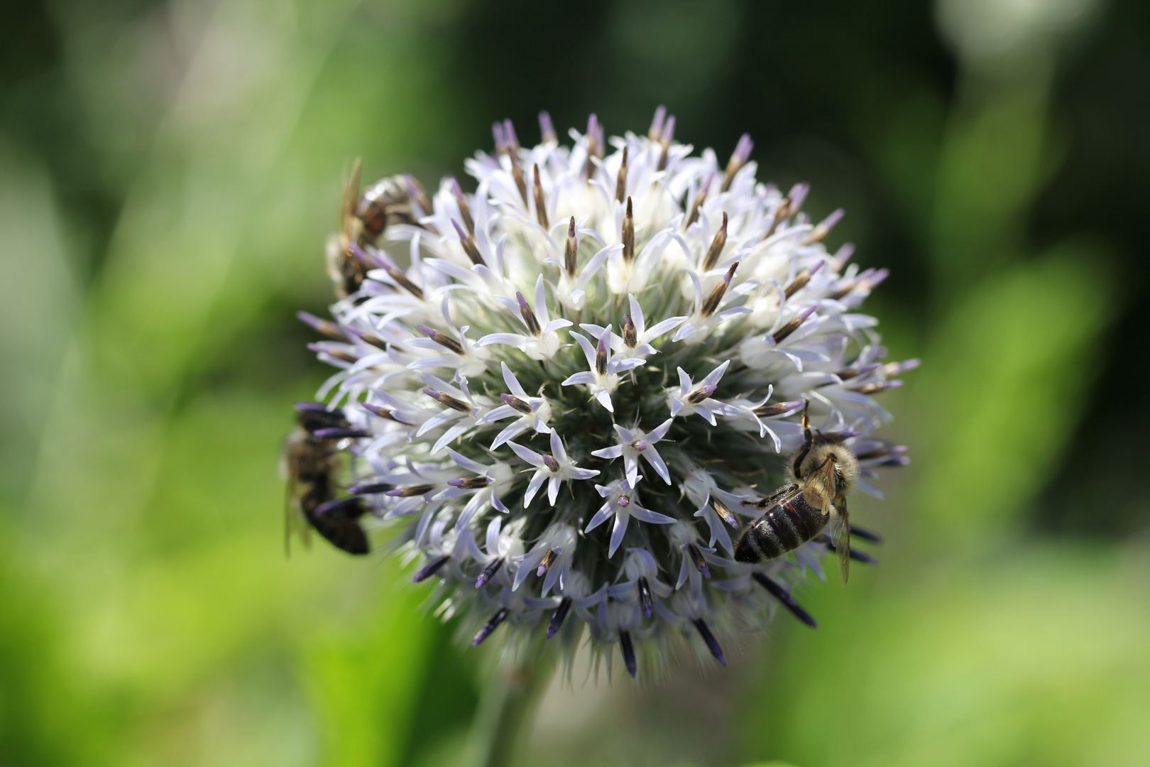 Ein Bieneneldorado