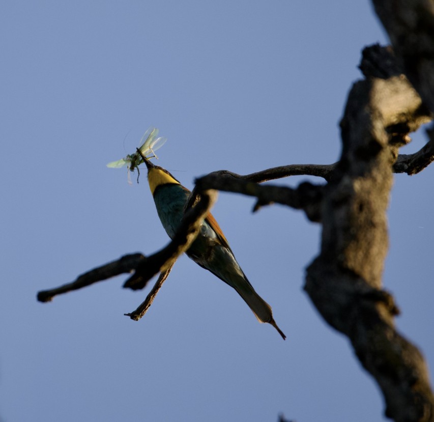 ein Bienenfresser 