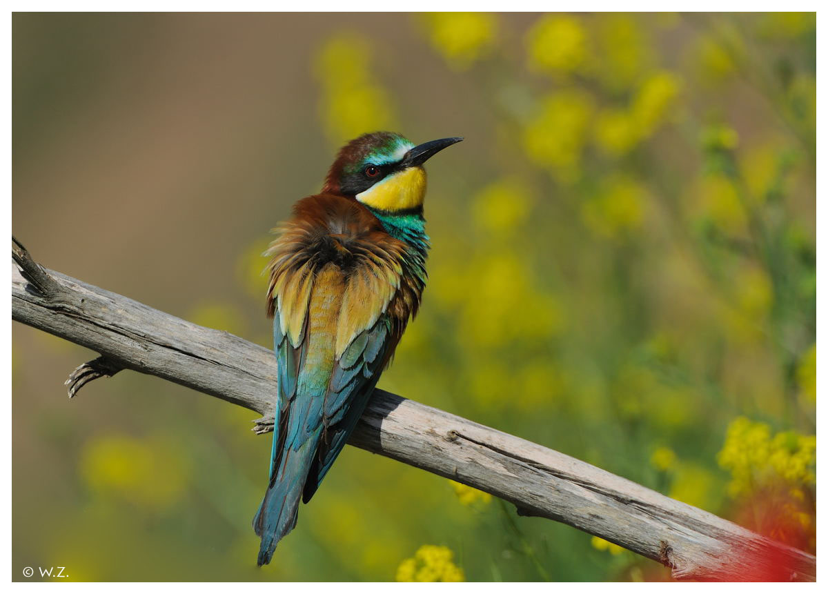 ---- Ein Bienenfresser ---- ( Merops apiaster )