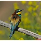 ---- Ein Bienenfresser ---- ( Merops apiaster )