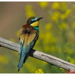 ---- Ein Bienenfresser ---- ( Merops apiaster )