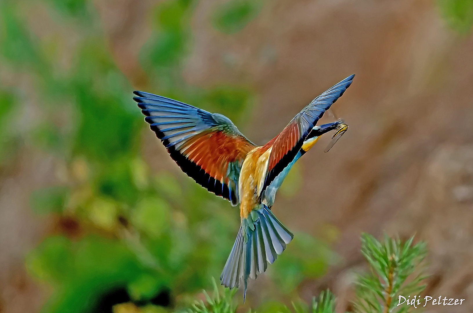 Ein Bienenfresser mit Insekt im Anflug auf sein Nest (1) ...