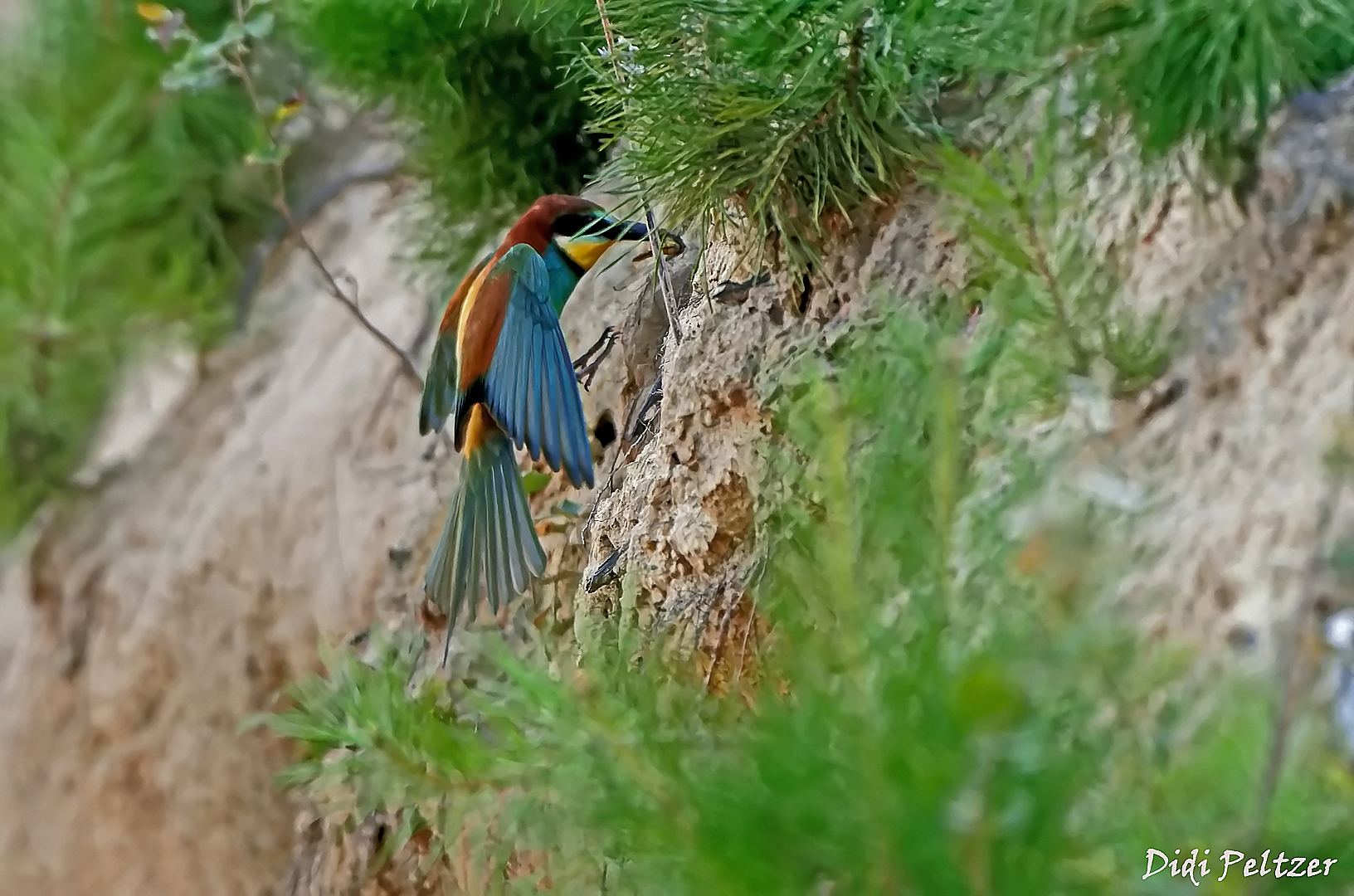 Ein Bienenfresser mit Insekt im Anflug auf sein Nest (2) ...