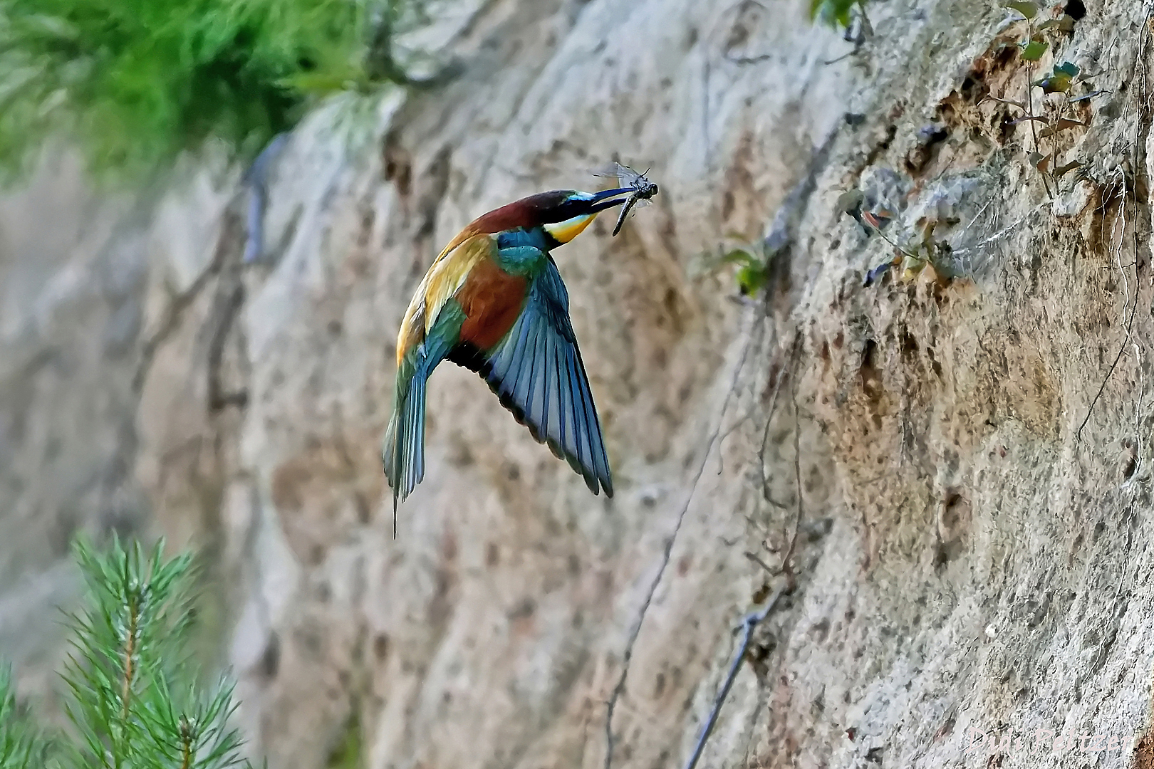 Ein  Bienenfresser mit Libelle im Anflug auf sein Nest ...