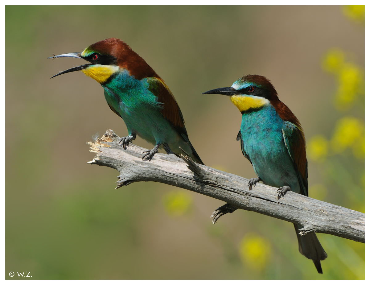 ---- Ein Bienenfresser Paar ----- ( Merops apiaster )