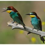 ---- Ein Bienenfresser Paar ----- ( Merops apiaster )