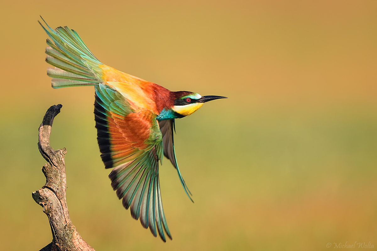 Ein Bienenfresser startet