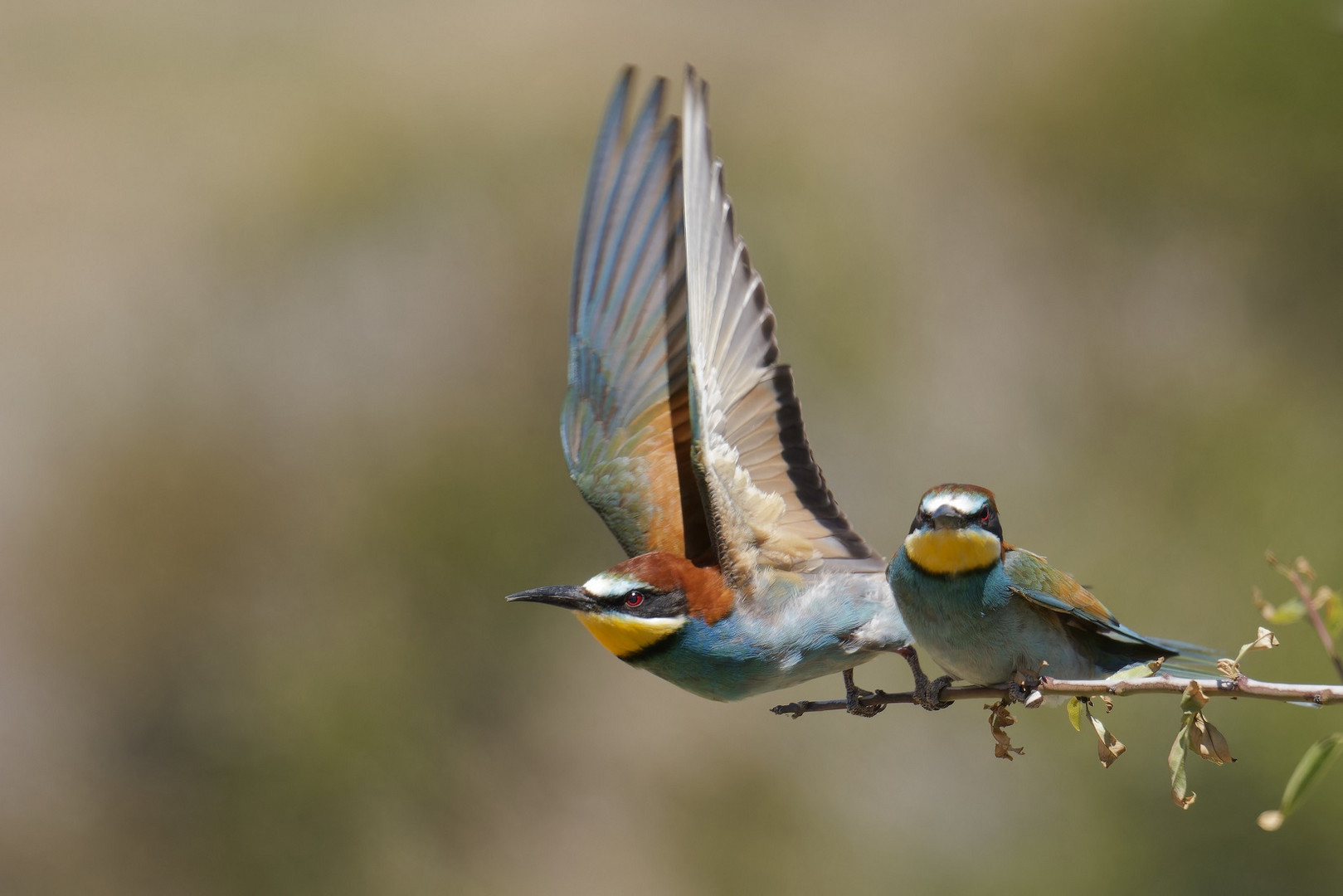 Ein Bienenfresserpaar