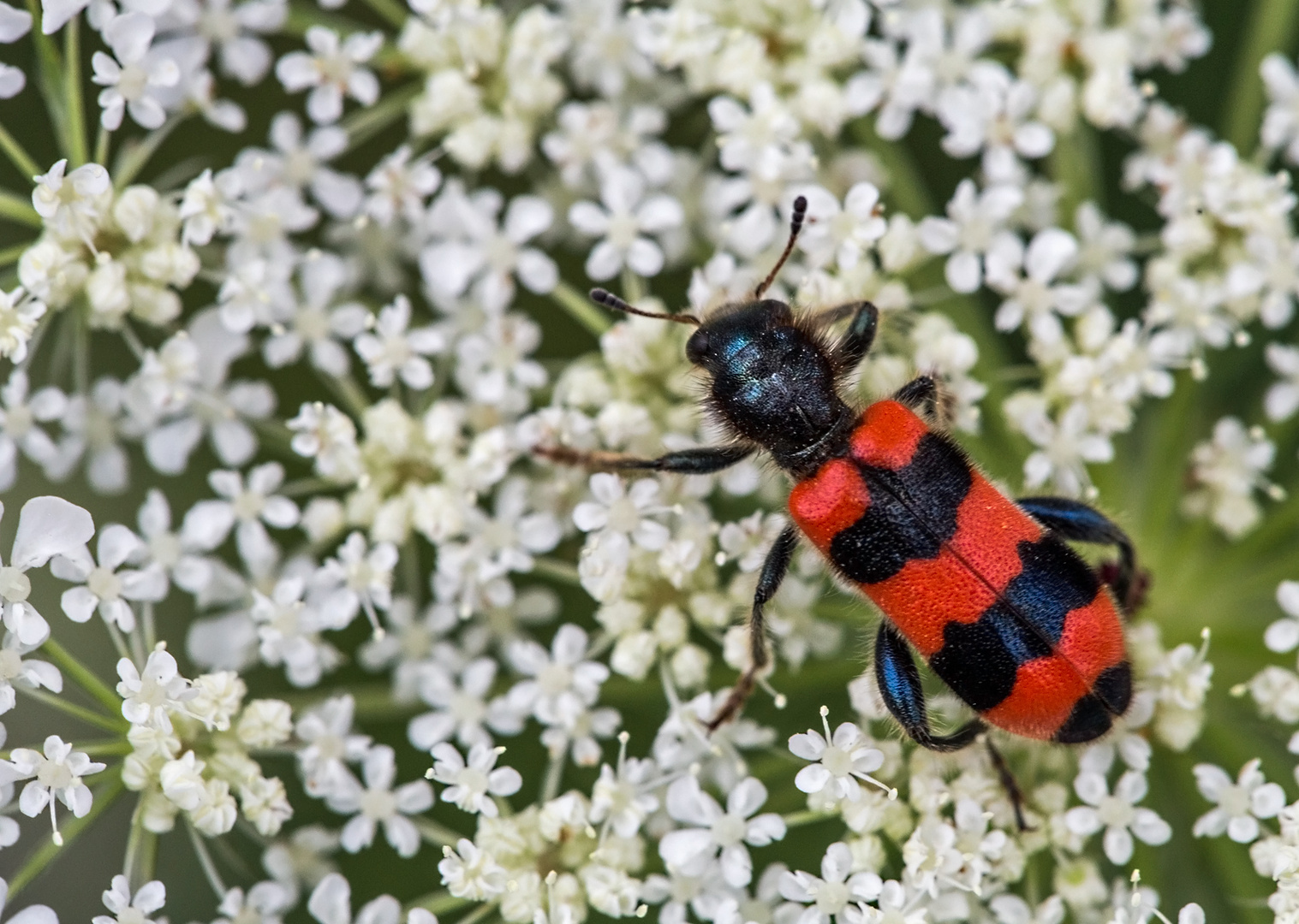 Ein Bienenkäfer