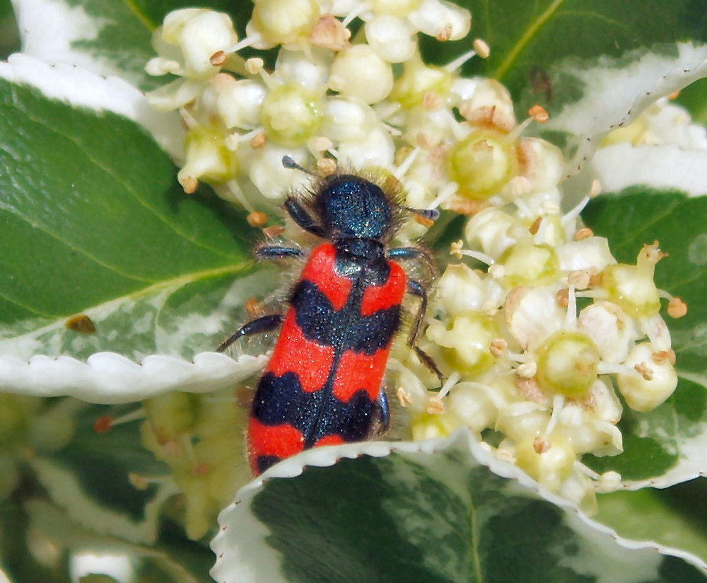 ein Bienenkäfer