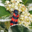 ein Bienenkäfer