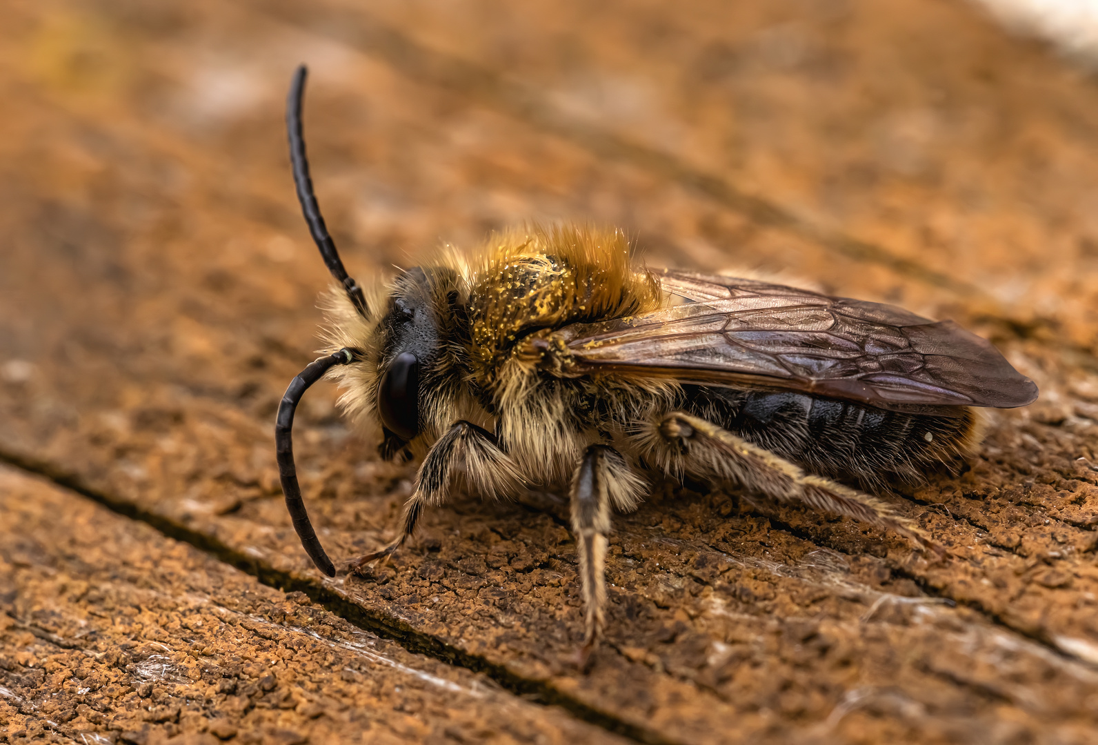 Ein Bienenmann