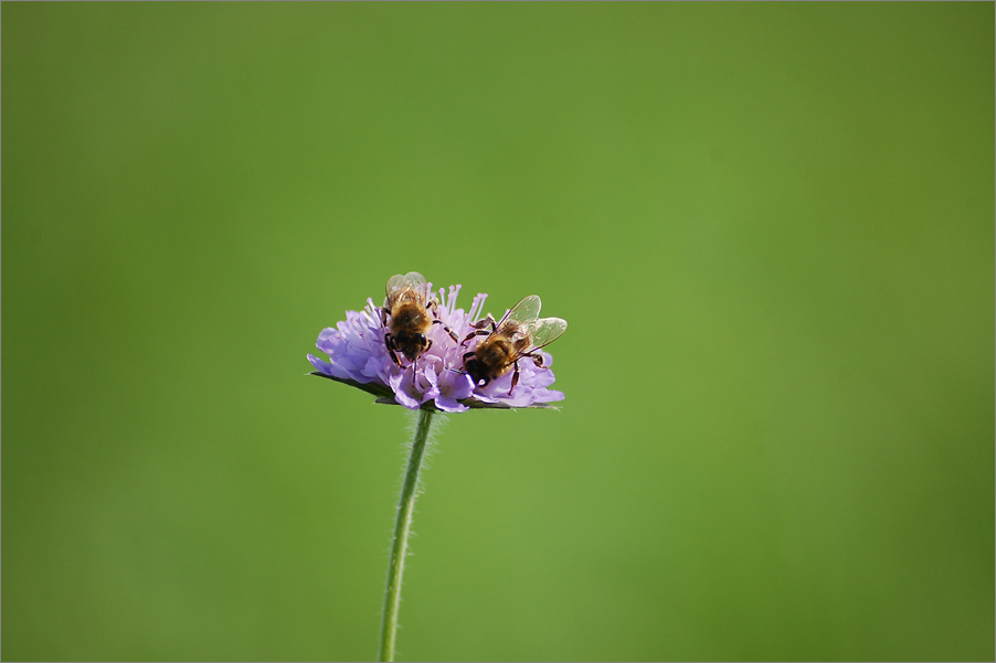 Ein Bienenpäärchen