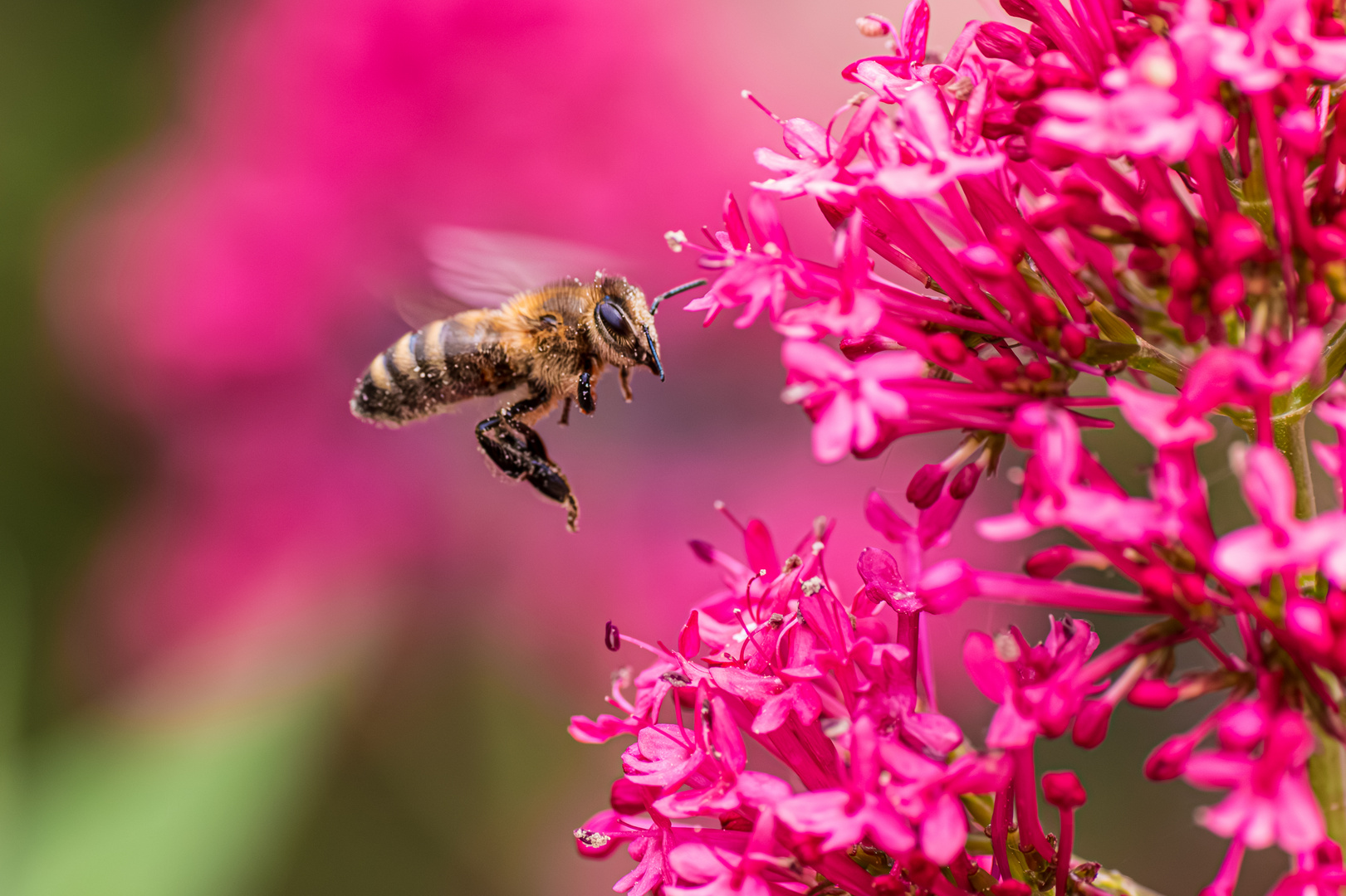  ein Bienenparadies