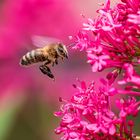  ein Bienenparadies