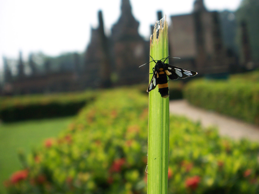 Ein Bienenschmetterling?