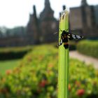 Ein Bienenschmetterling?