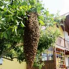 ein Bienenschwarm bei uns am Apfelbaum