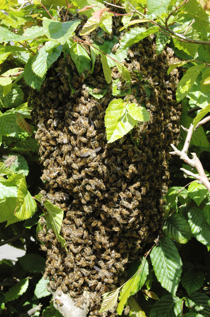 Ein Bienenschwarm hat sich in der Hecke niedergelassen