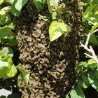 Ein Bienenschwarm hat sich in der Hecke niedergelassen